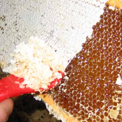 apicoltura zanini miele